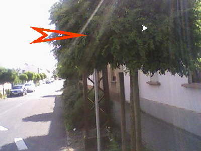 Schild hinter dem Baum
